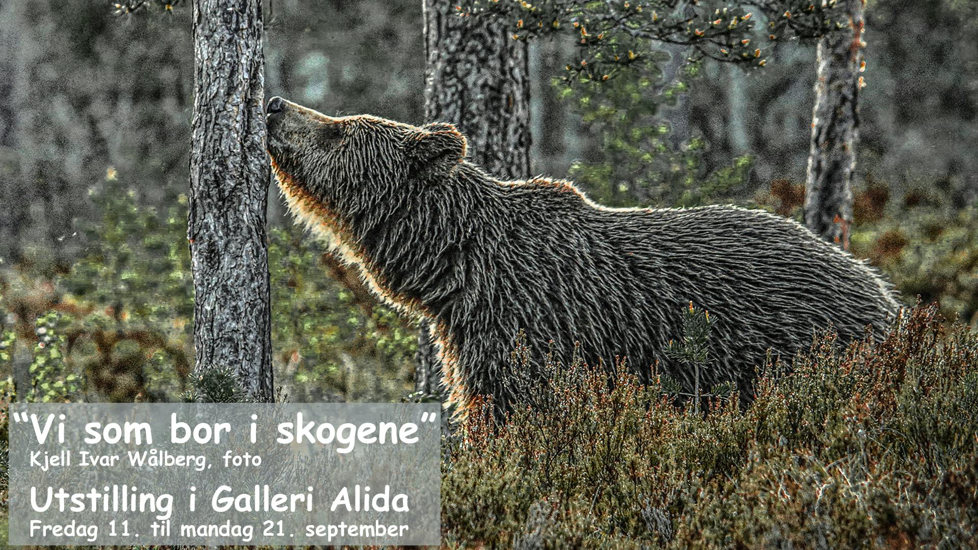 Vi som bor i skogene - Skjermplakat